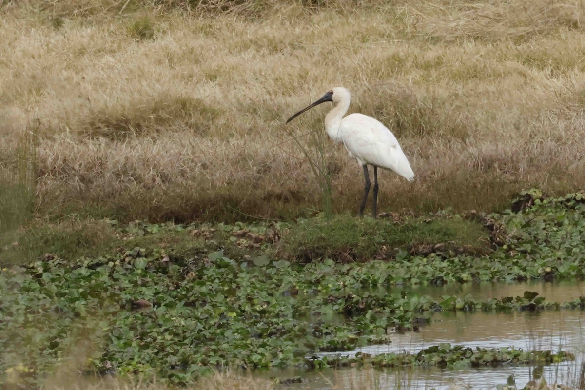 Royal Spoonbill - ML642717913