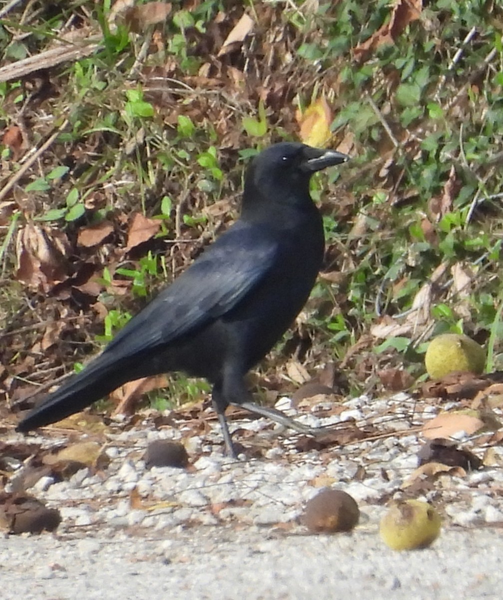 American Crow - ML642717914