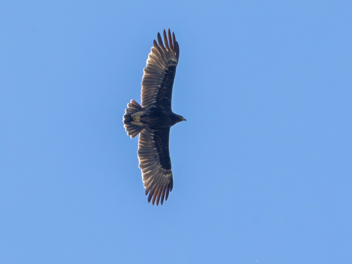 Águila Moteada - ML642717917