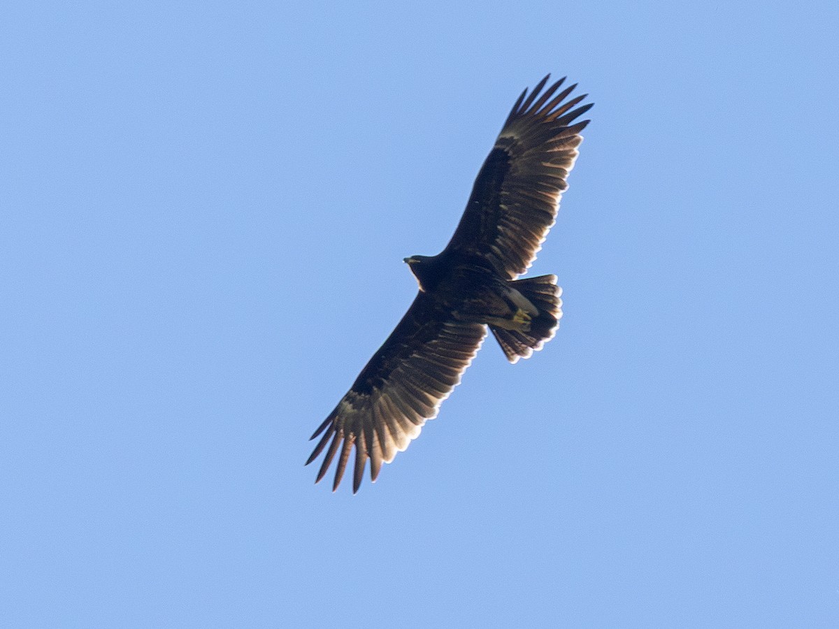 Águila Moteada - ML642717918