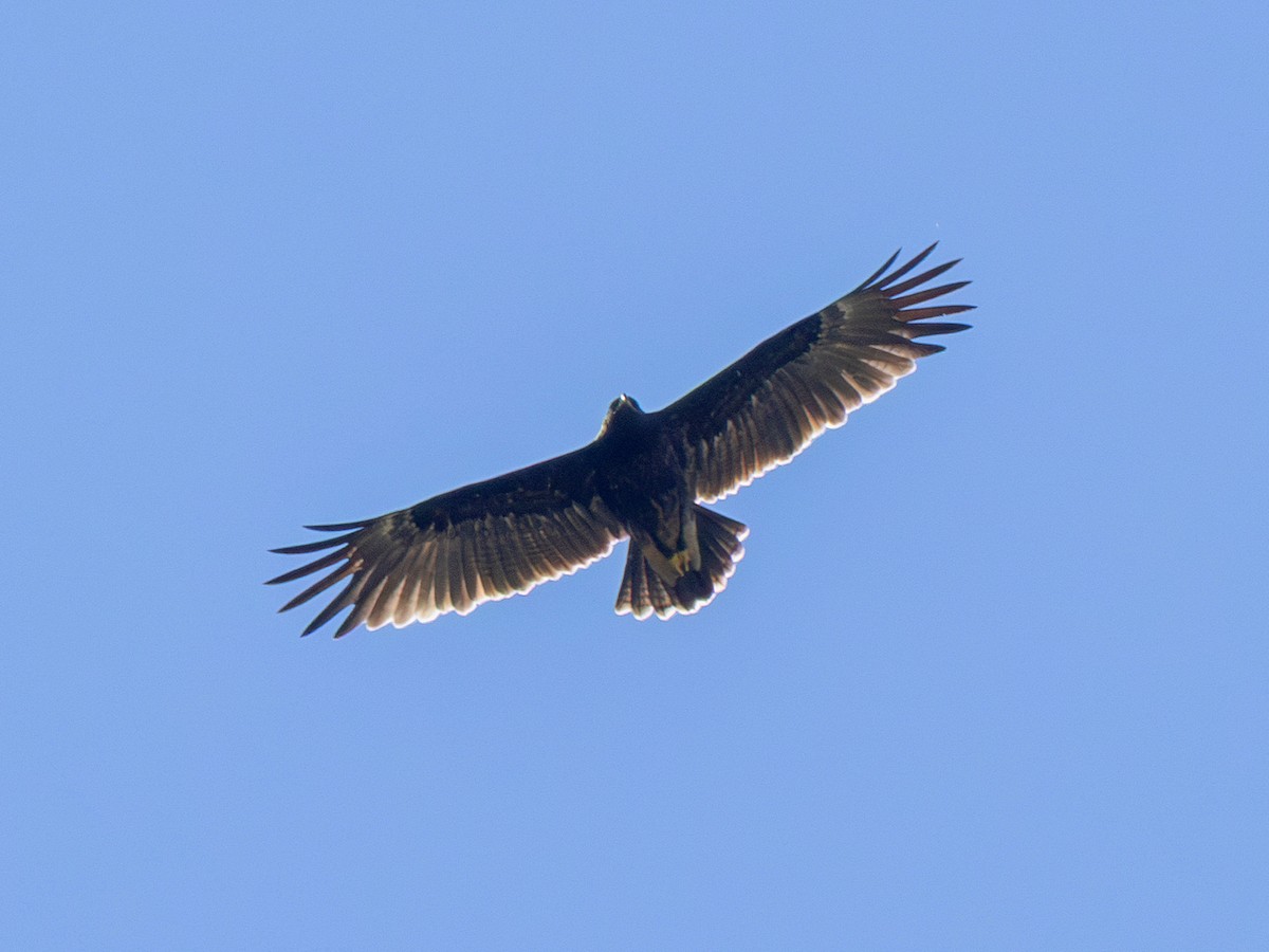 Águila Moteada - ML642717919