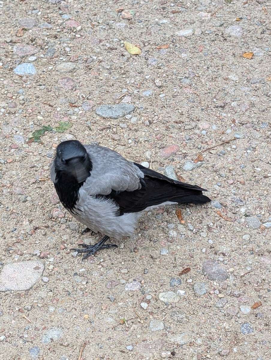 Hooded Crow - ML642717923