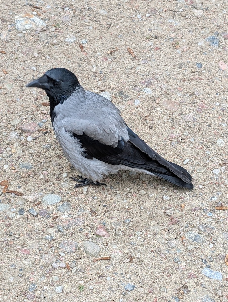 Hooded Crow - ML642717924