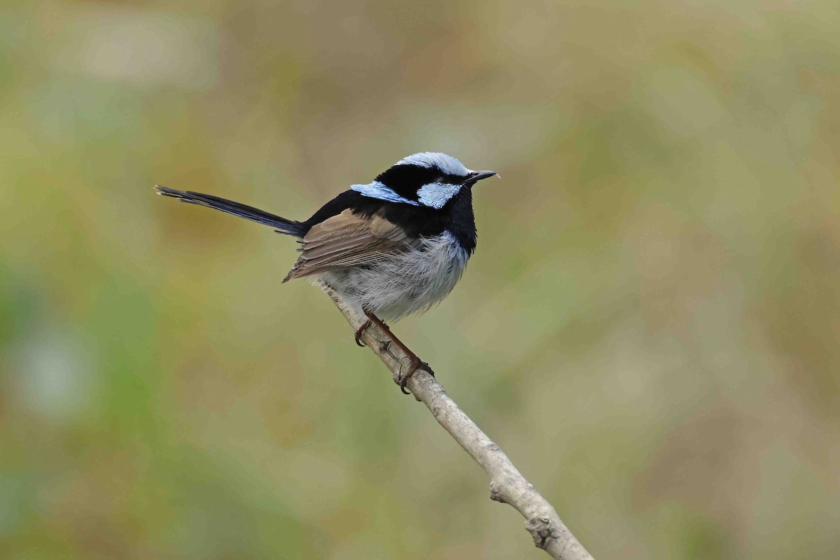 Superb Fairywren - ML642717937