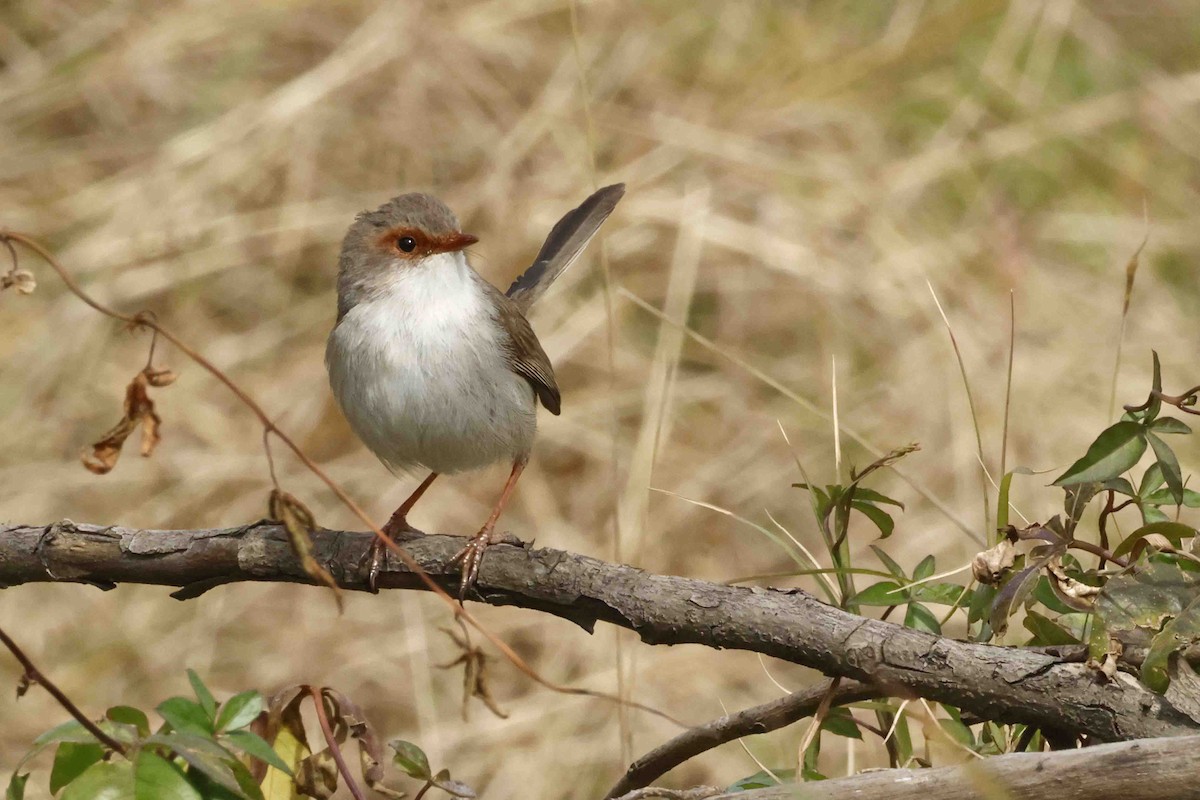 Superb Fairywren - ML642717941