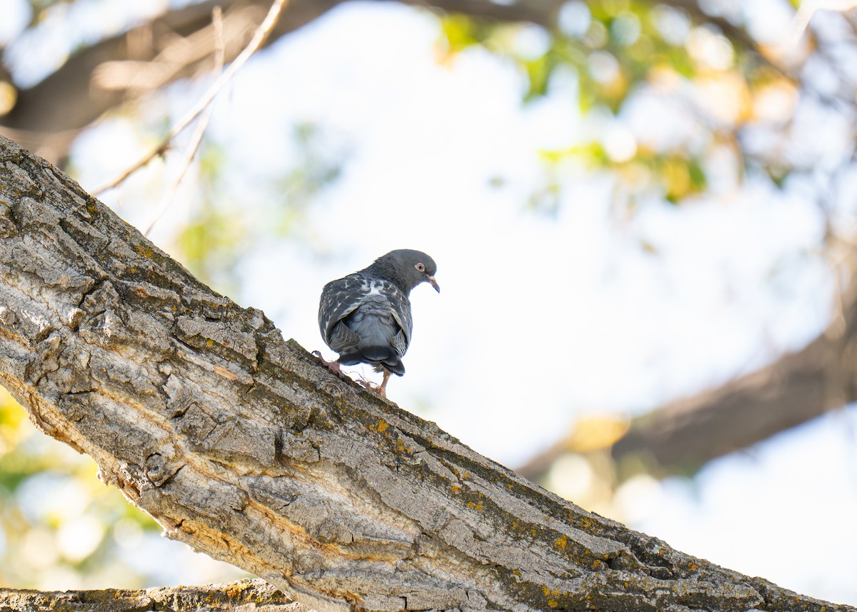 Rock Pigeon (Feral Pigeon) - ML642717946