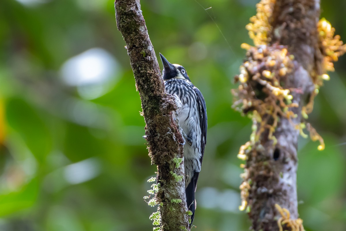 Acorn Woodpecker - ML642717948