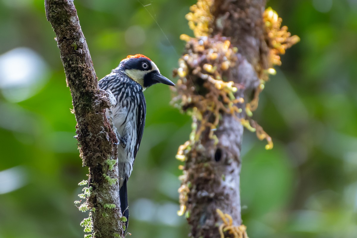 Acorn Woodpecker - ML642717949