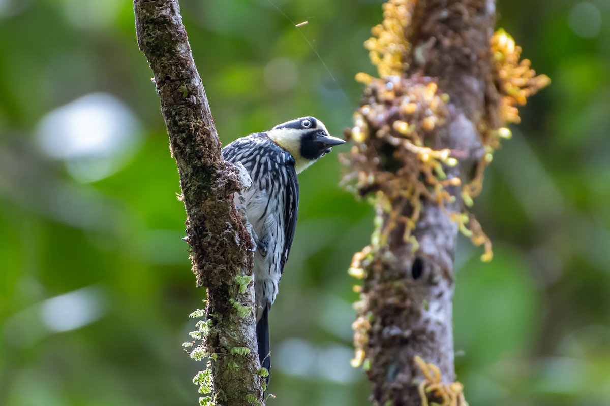 Acorn Woodpecker - ML642717950