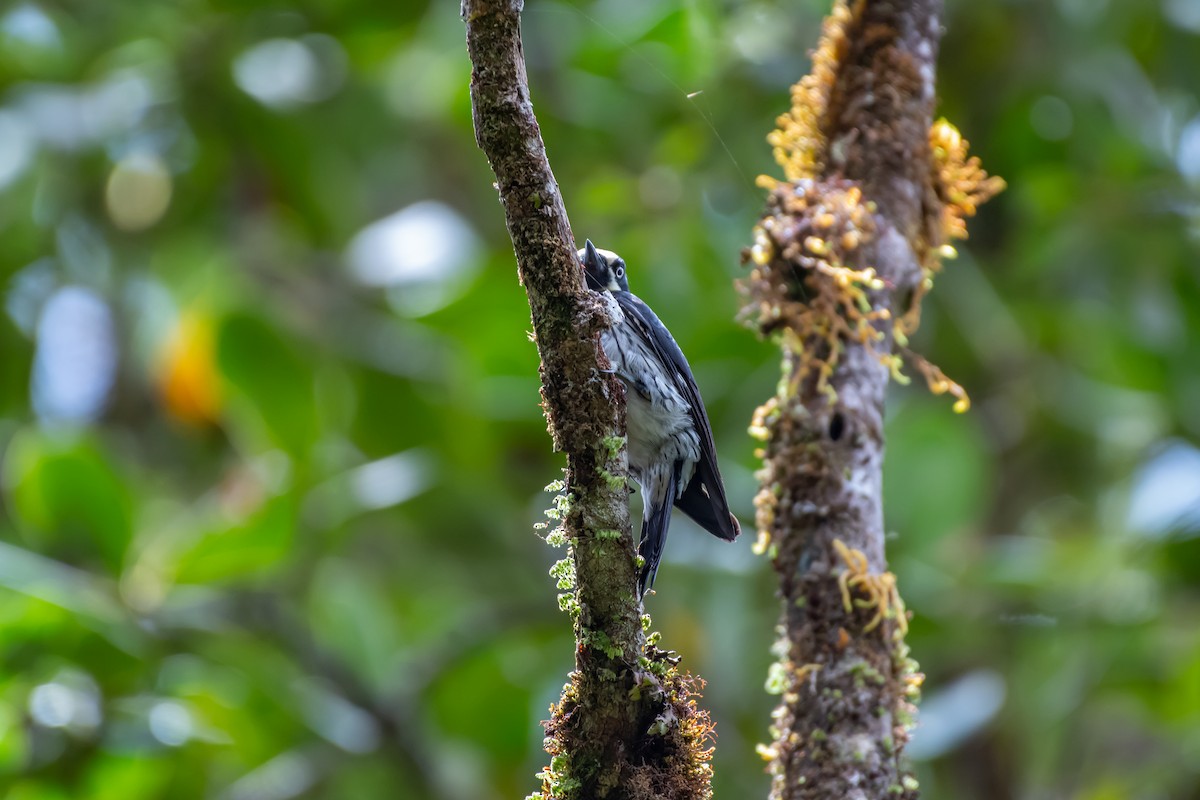 Acorn Woodpecker - ML642717952