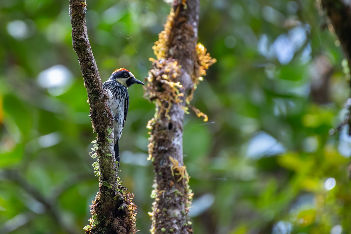 Acorn Woodpecker - ML642717953