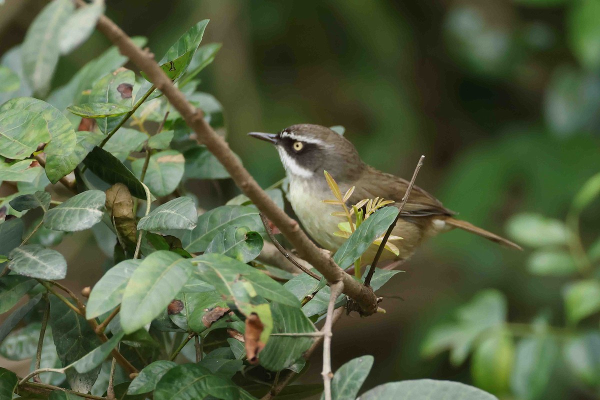 White-browed Scrubwren - ML642717954