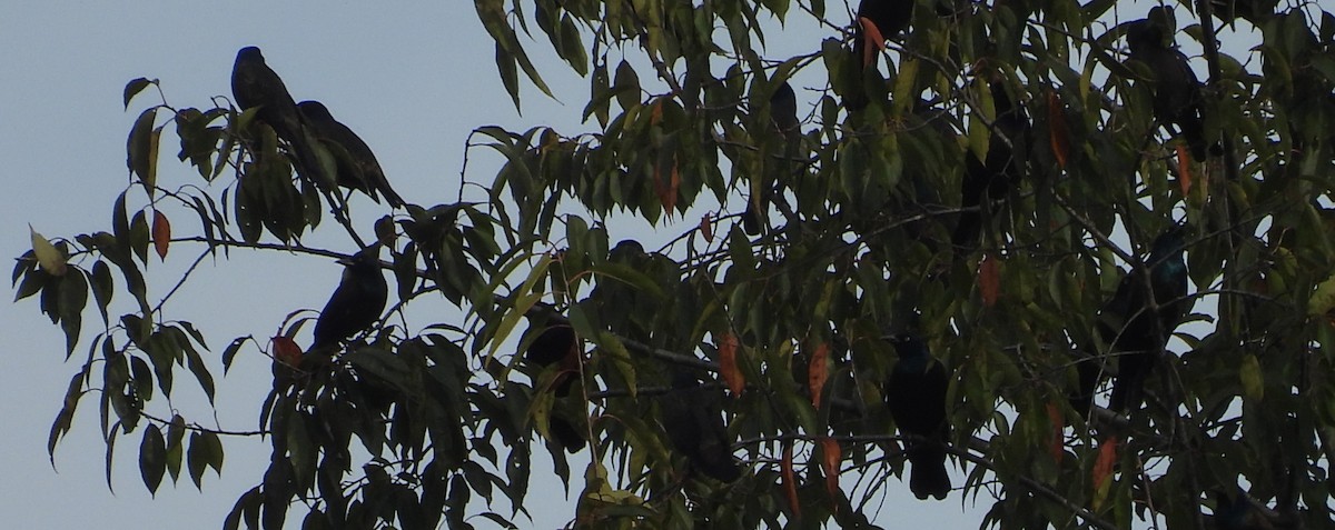 Common Grackle - ML642717956
