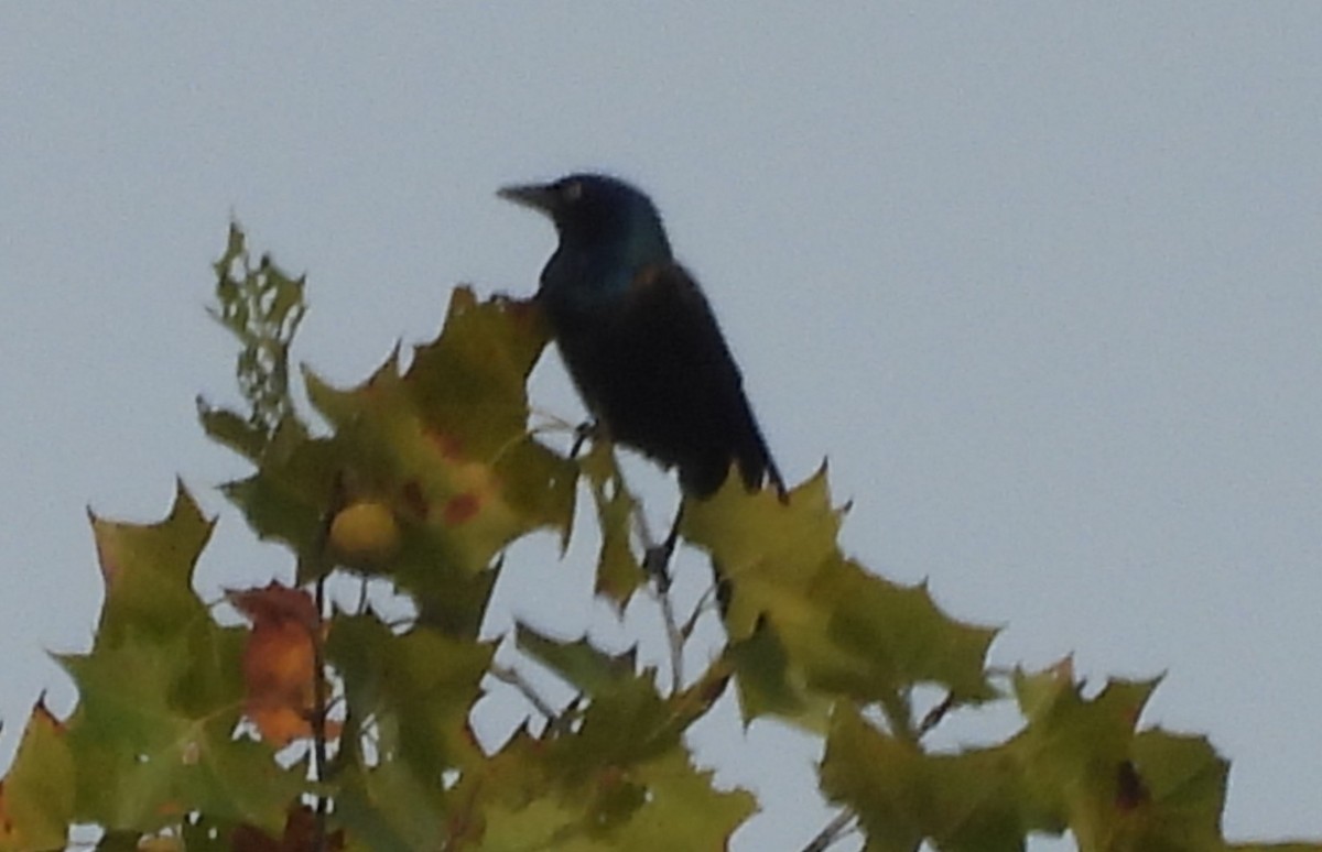 Common Grackle - ML642717963