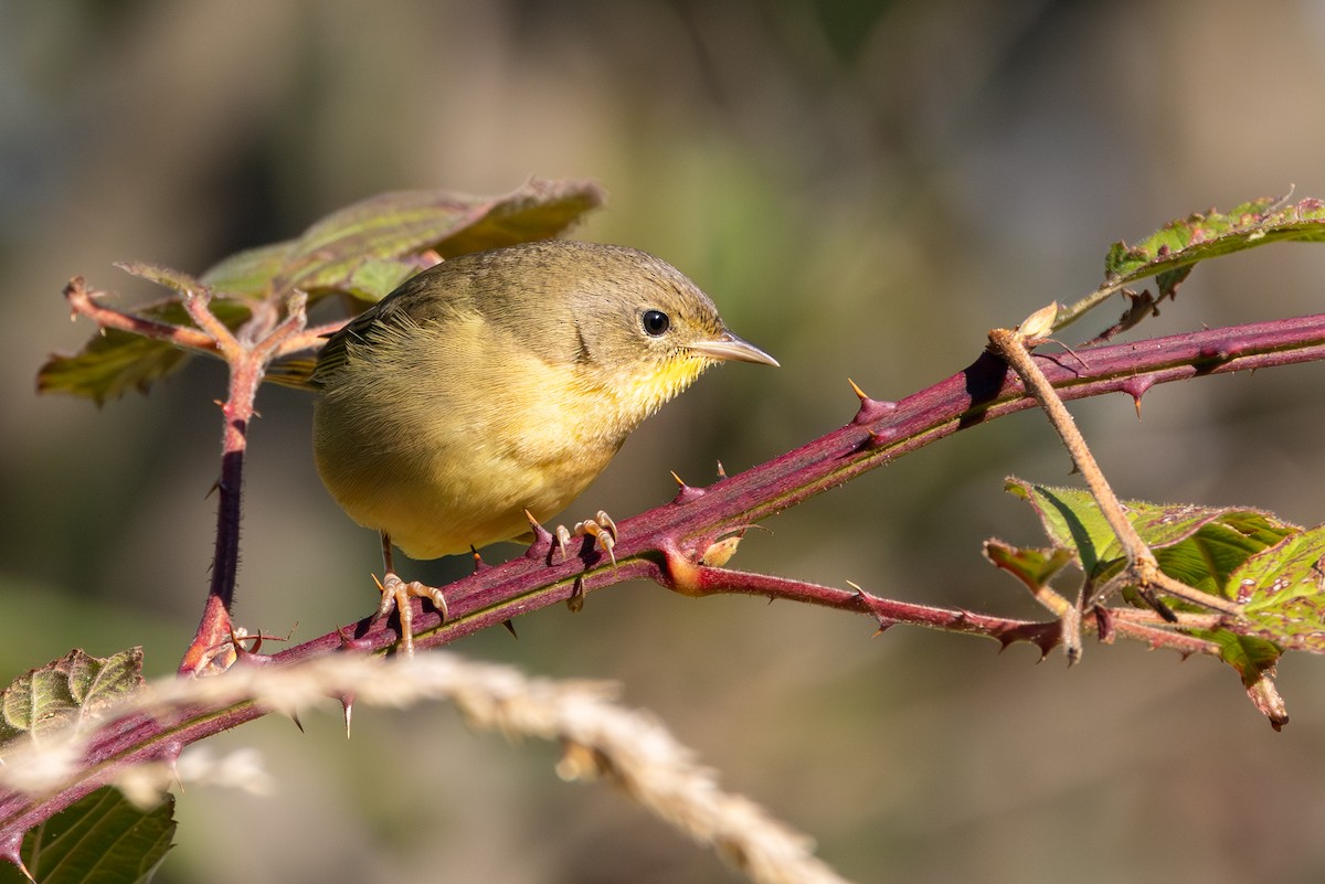 Common Yellowthroat - ML642717969