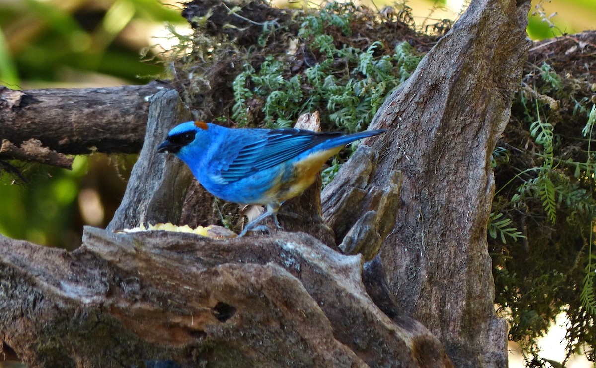 Golden-naped Tanager - ML642717970