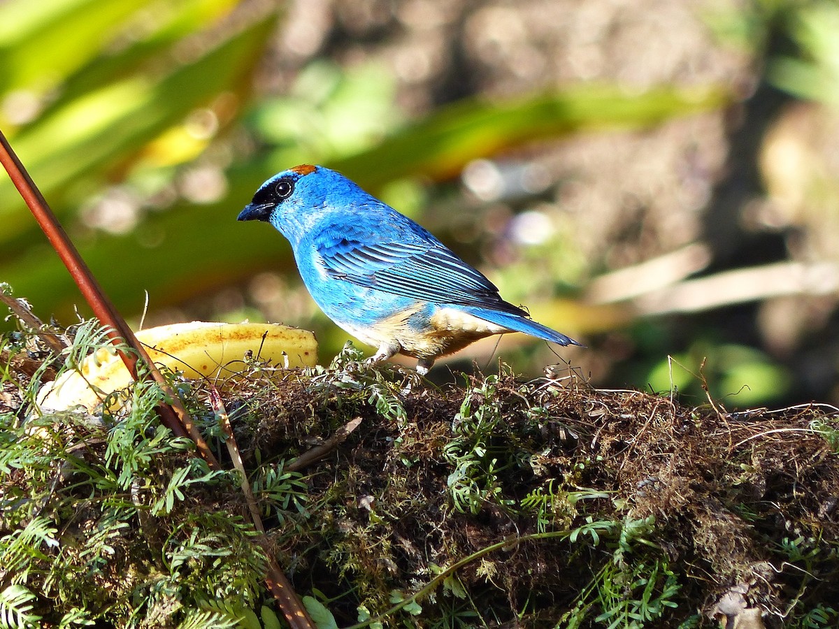 Golden-naped Tanager - ML642717971