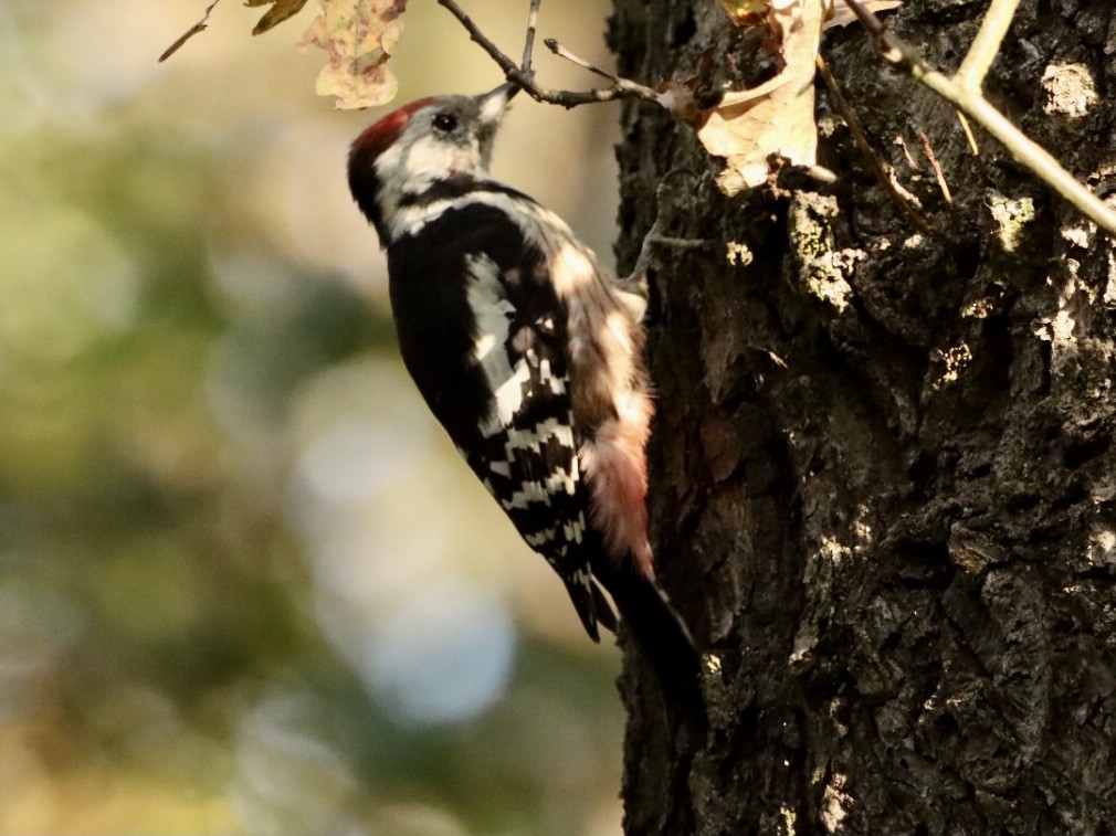 Middle Spotted Woodpecker - ML642717980