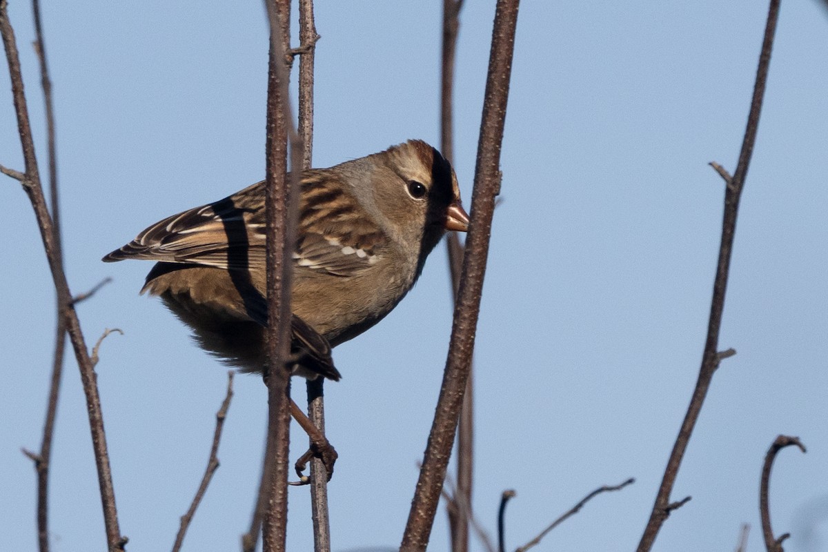 White-crowned Sparrow - ML642717982