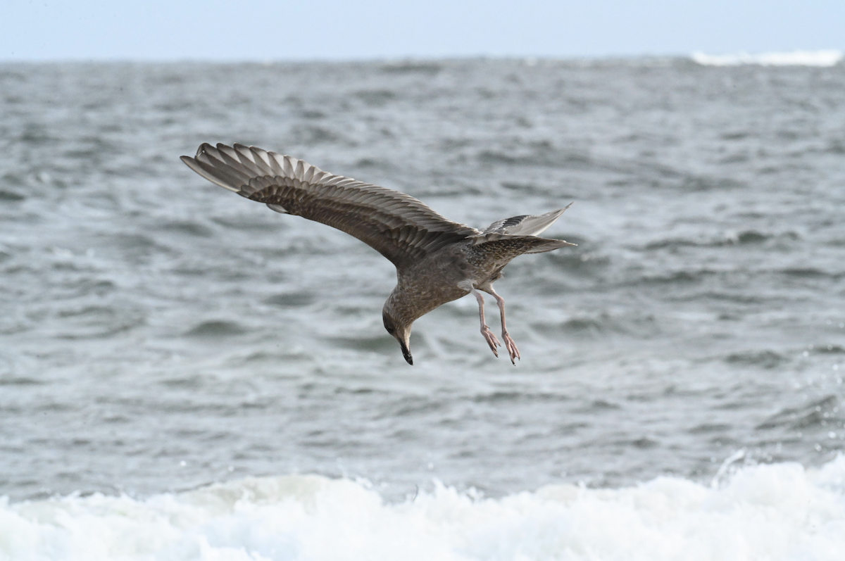 American Herring Gull - ML642717987