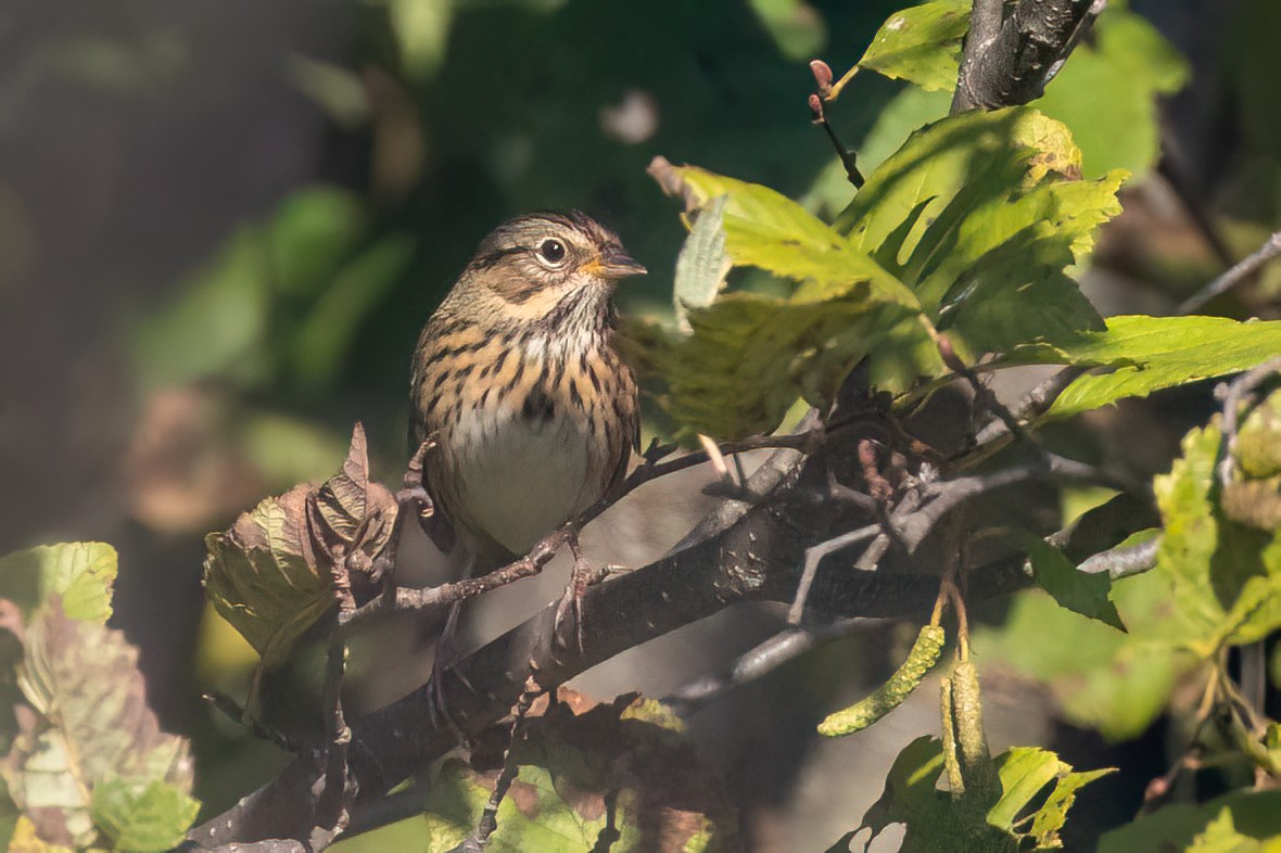Lincoln's Sparrow - ML642717993