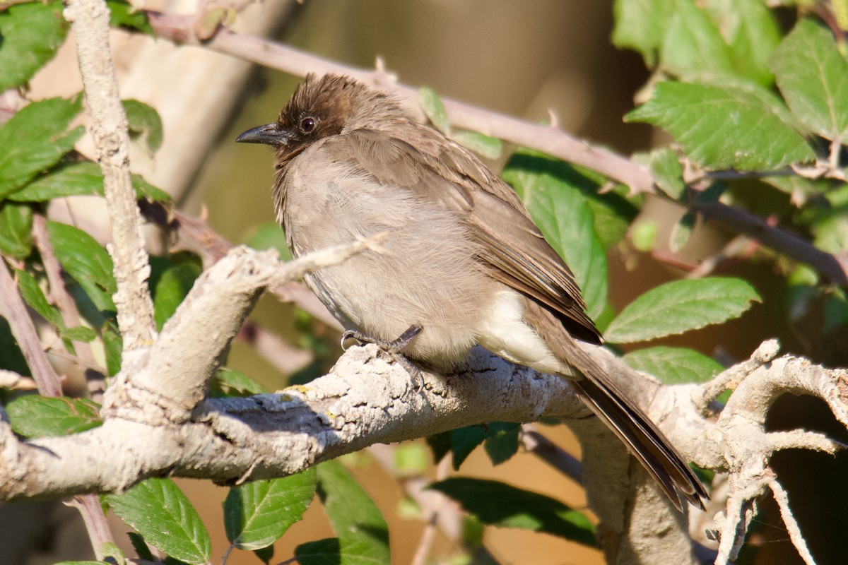 Bulbul arrunta - ML642718004