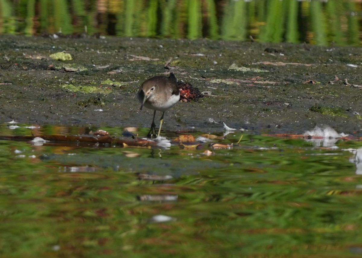Solitary Sandpiper - ML642718011