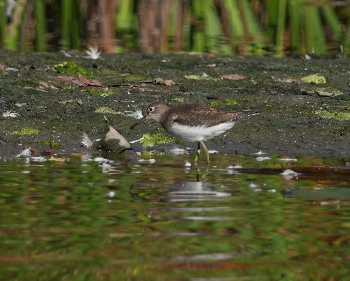 Solitary Sandpiper - ML642718012