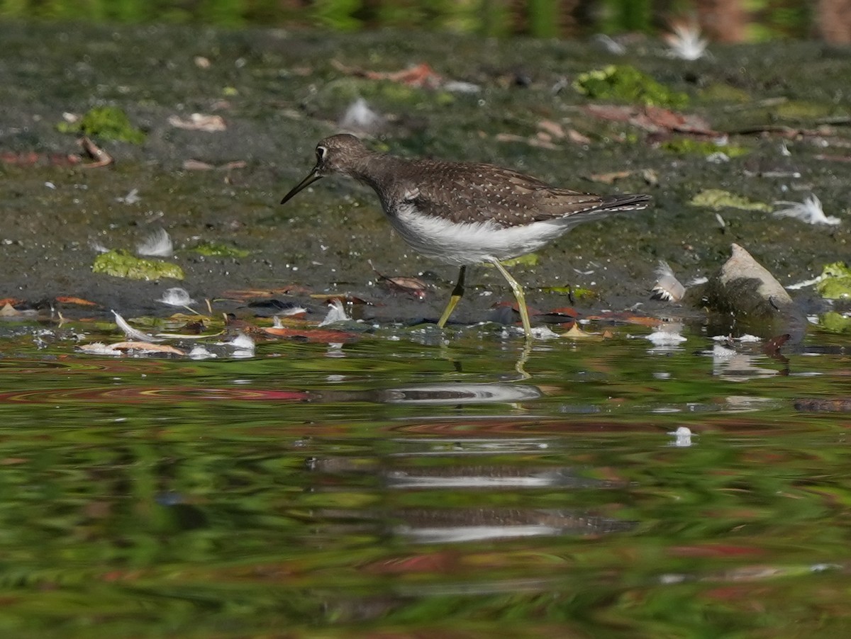 Solitary Sandpiper - ML642718013
