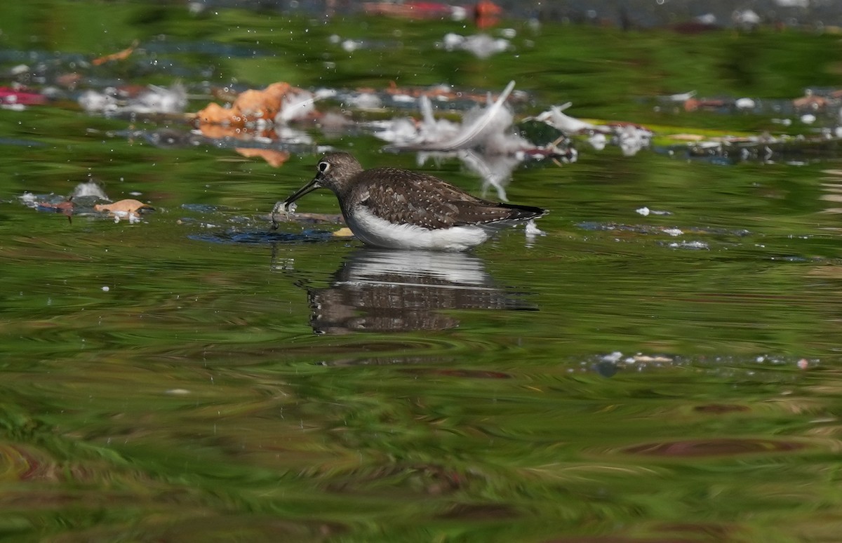 Solitary Sandpiper - ML642718014