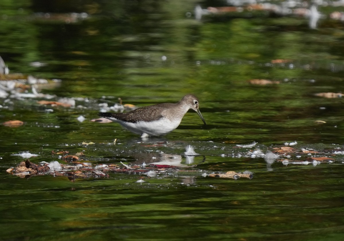Solitary Sandpiper - ML642718015