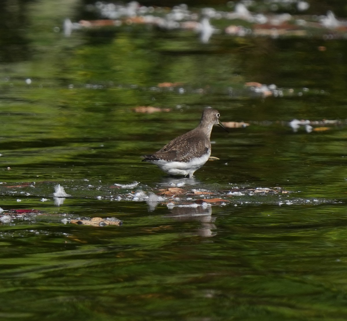 Solitary Sandpiper - ML642718016
