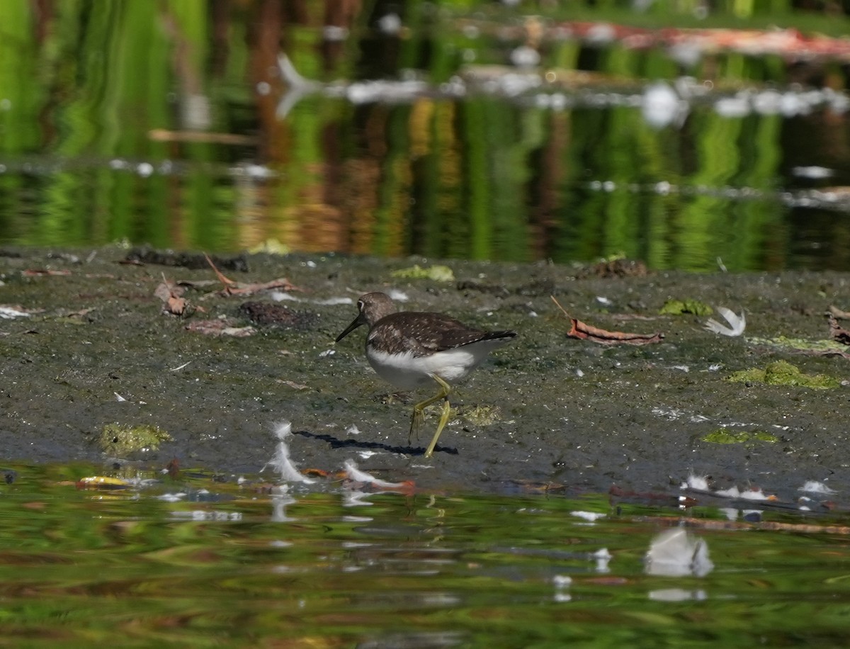 Solitary Sandpiper - ML642718017