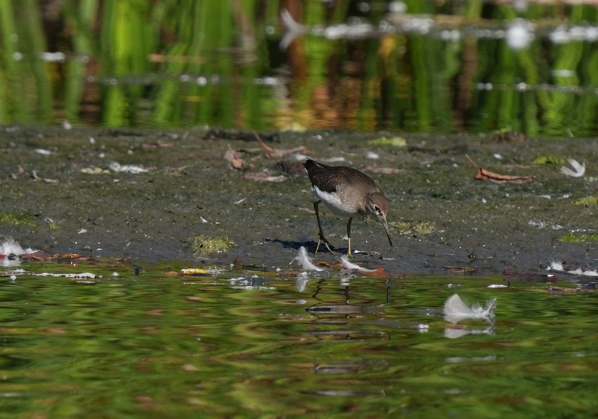 Solitary Sandpiper - ML642718019