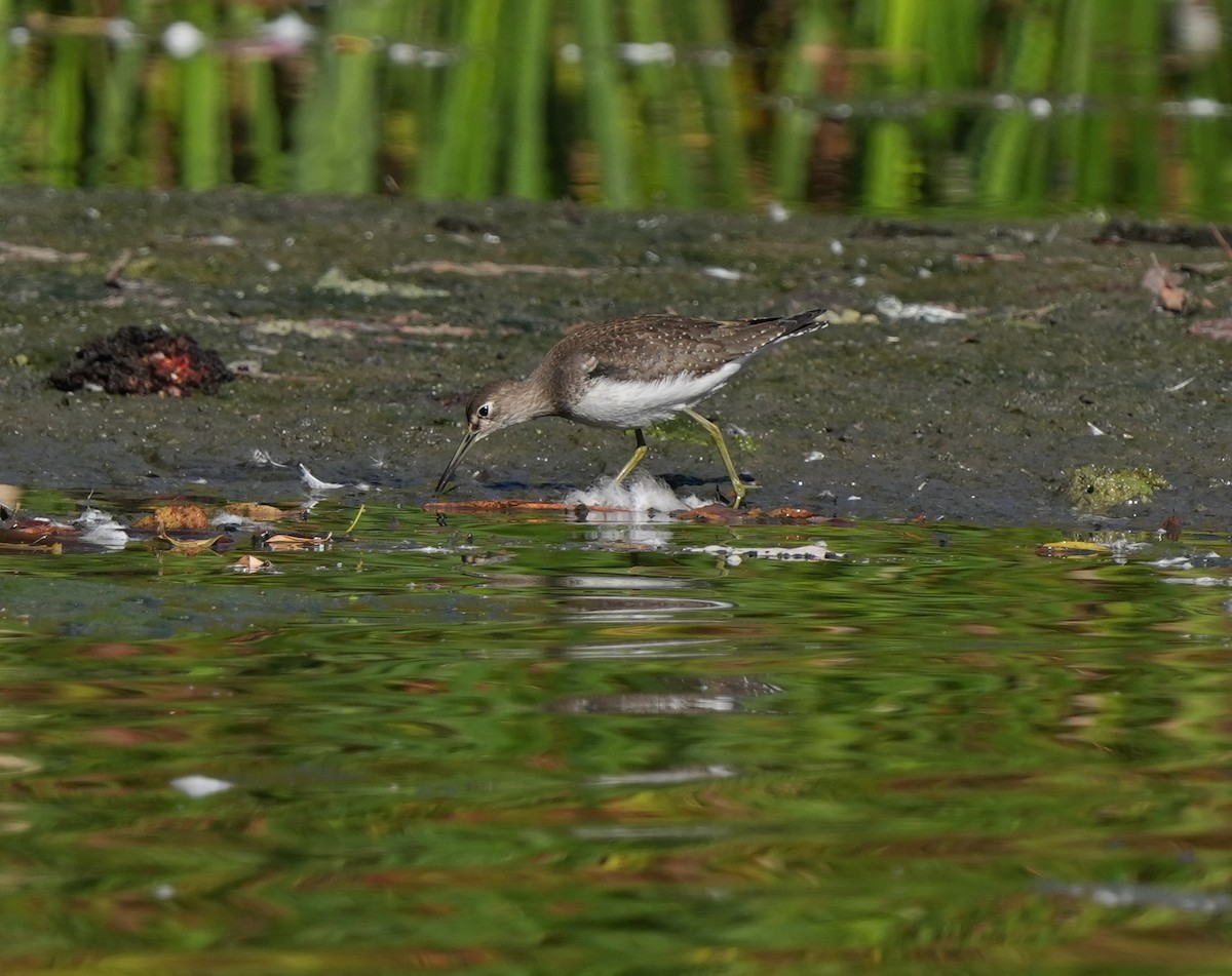 Solitary Sandpiper - ML642718020