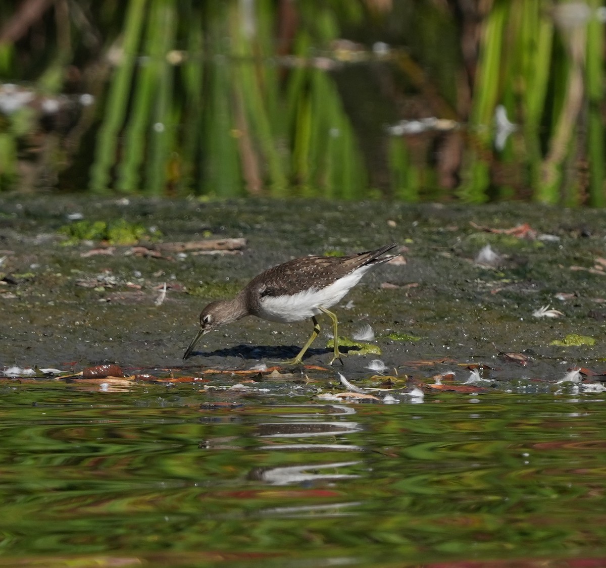 Solitary Sandpiper - ML642718021