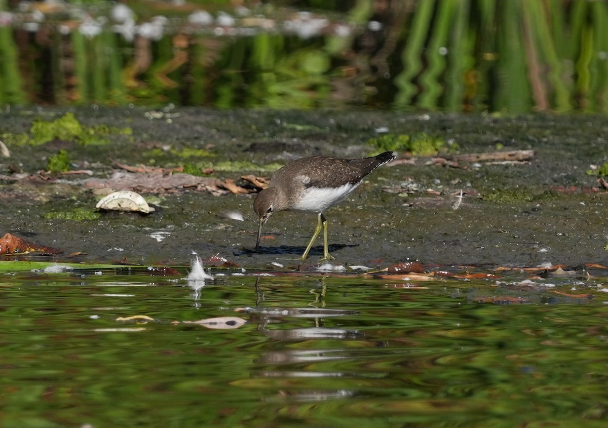 Solitary Sandpiper - ML642718022