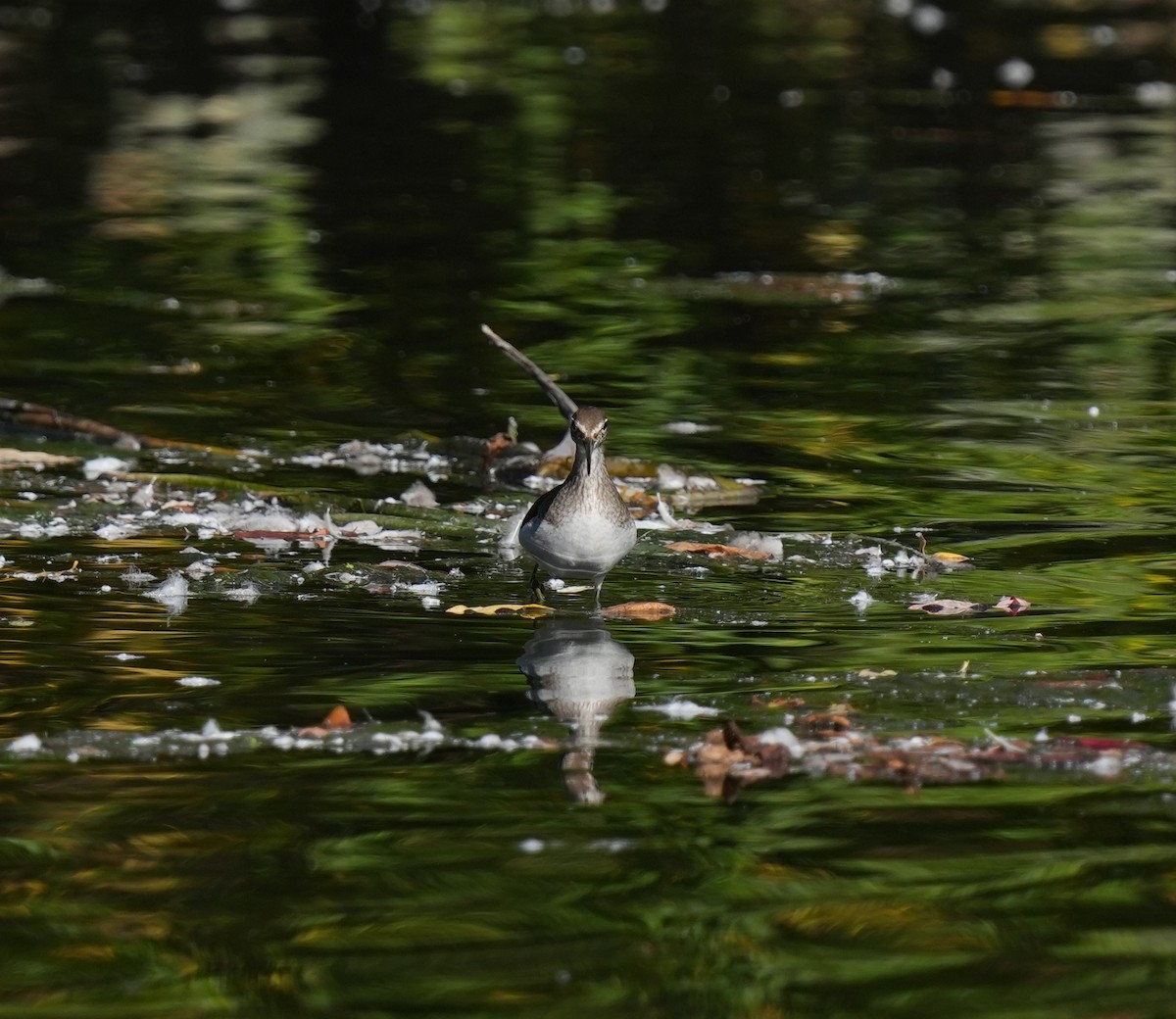 Solitary Sandpiper - ML642718023