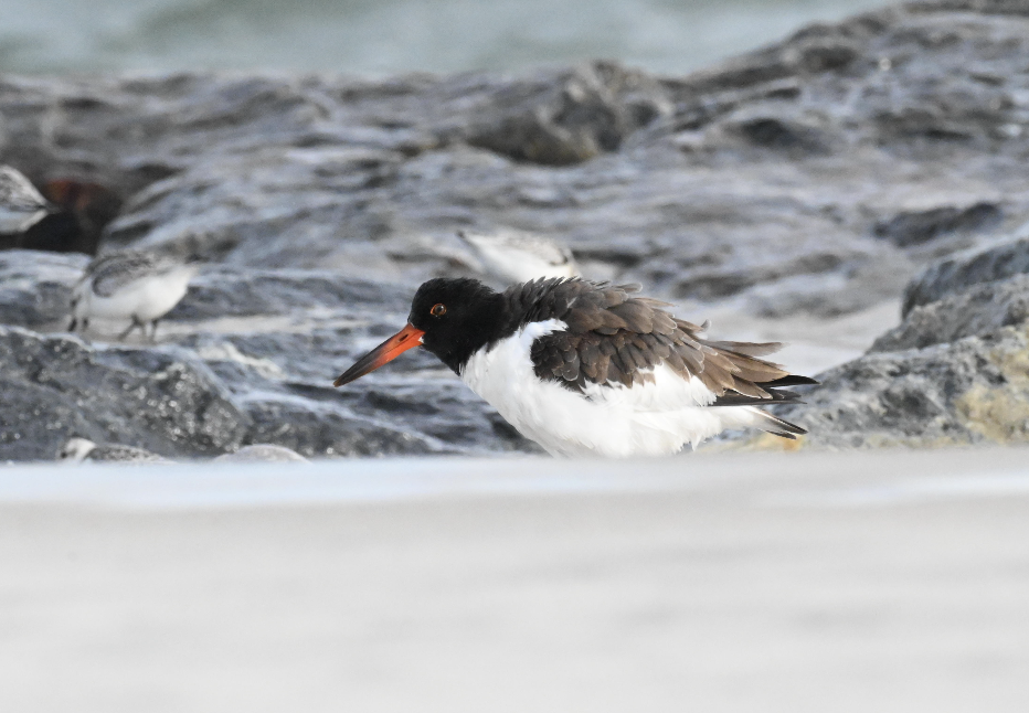 American Oystercatcher - ML642718024