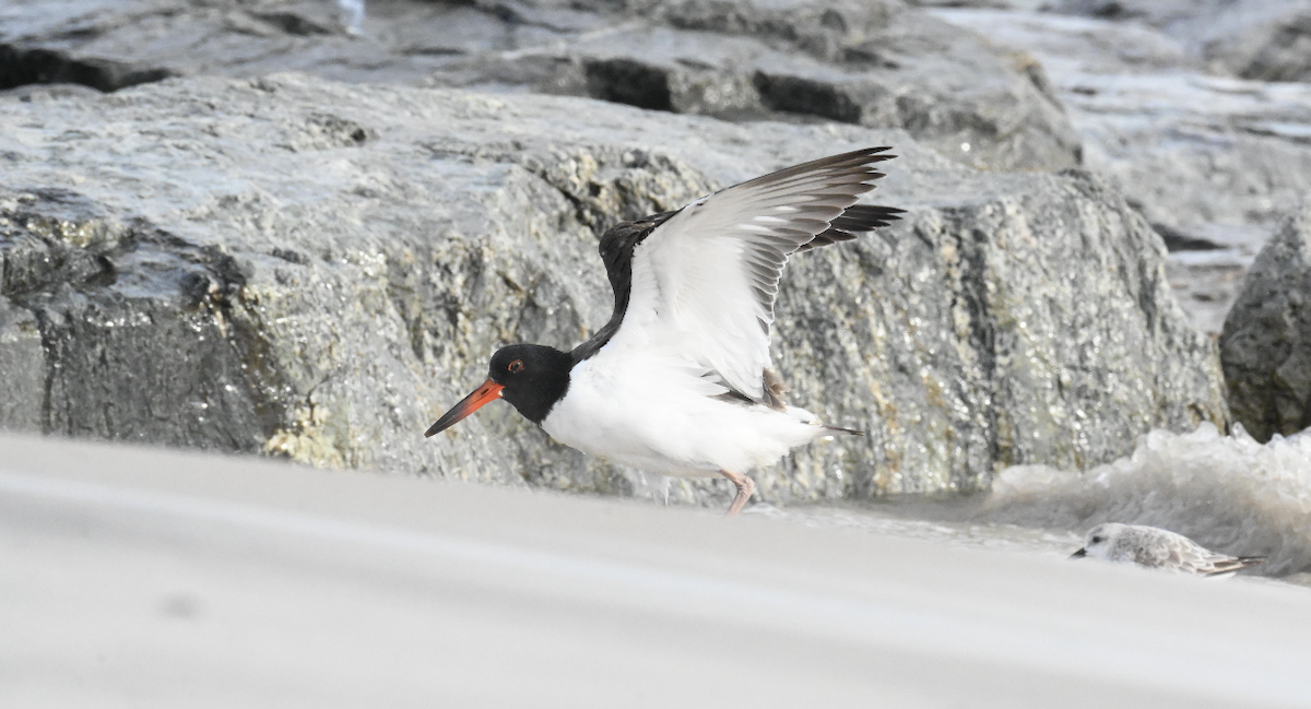 American Oystercatcher - ML642718025