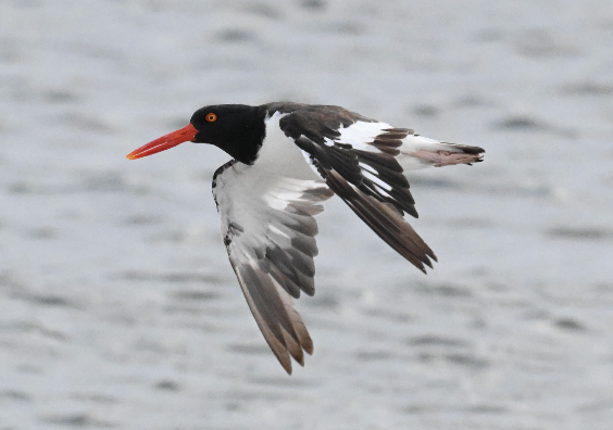 American Oystercatcher - ML642718026