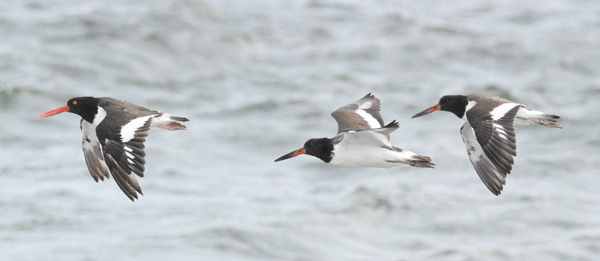American Oystercatcher - ML642718030