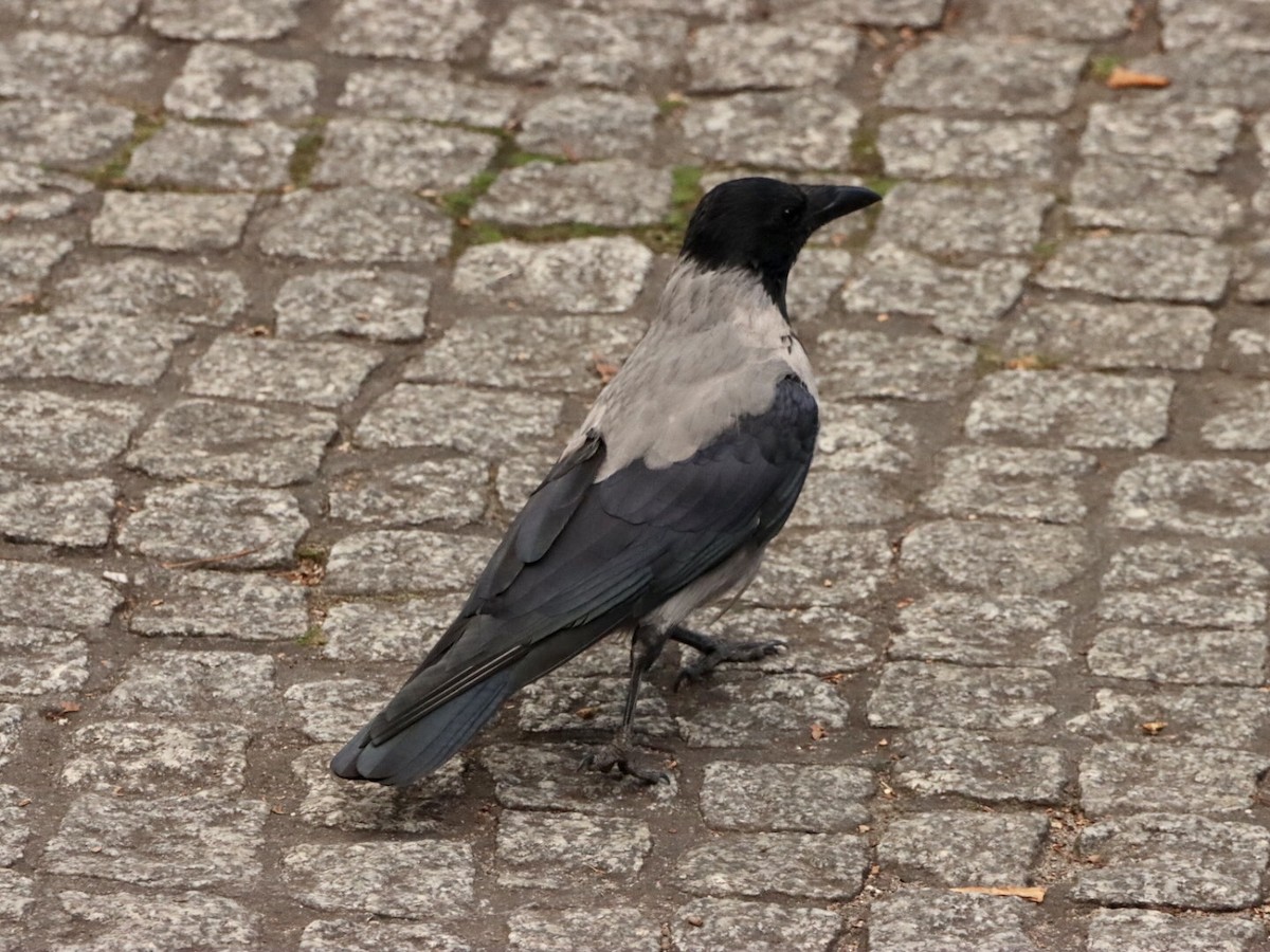 Hooded Crow - ML642718050
