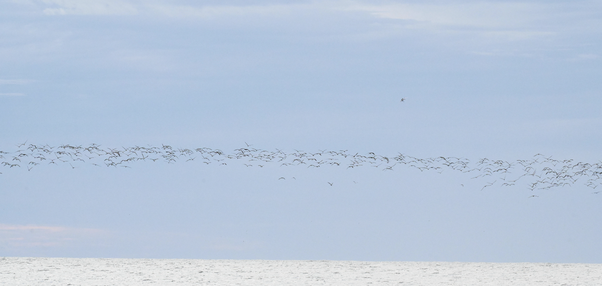Black Skimmer - ML642718058