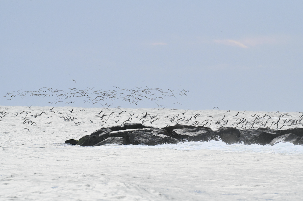 Black Skimmer - ML642718060