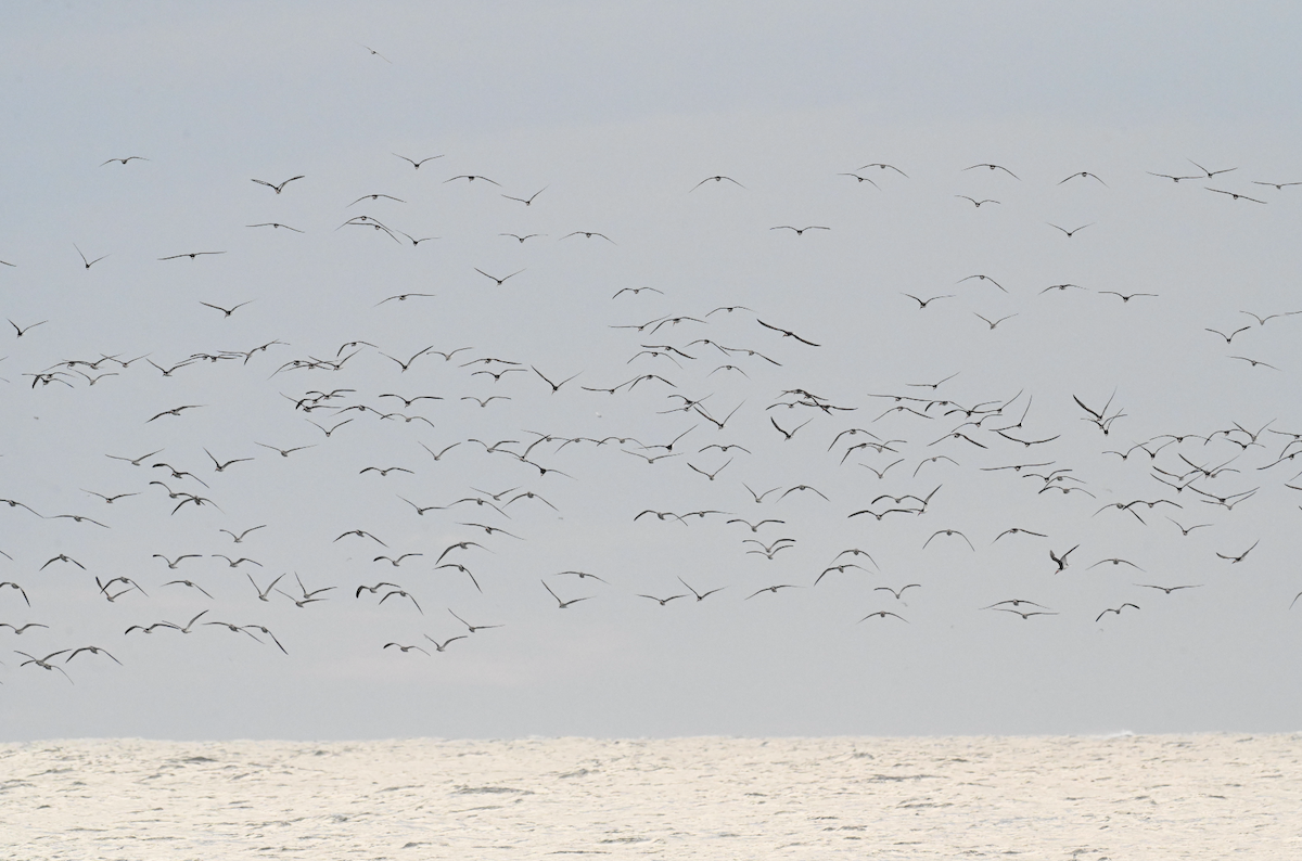 Black Skimmer - ML642718062