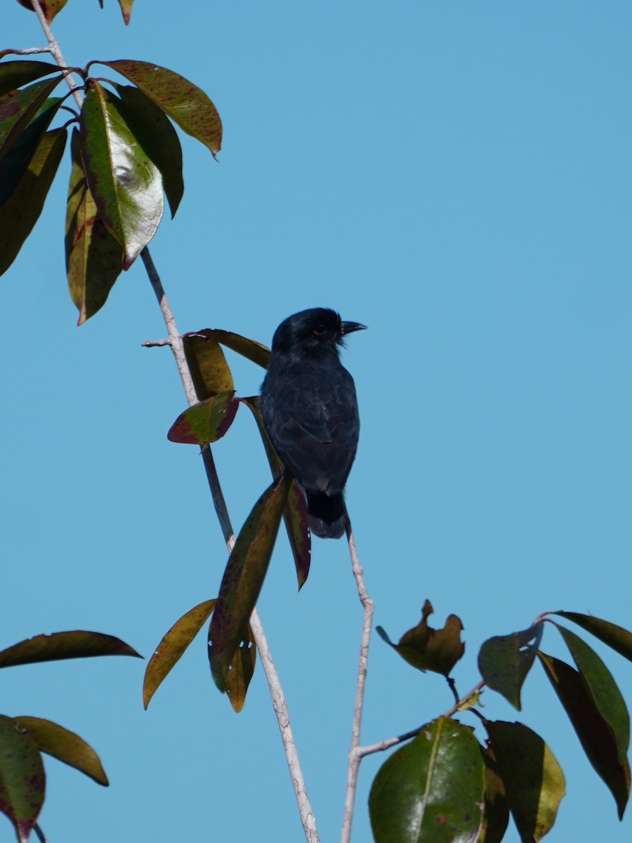 Swallow-winged Puffbird - ML642718068