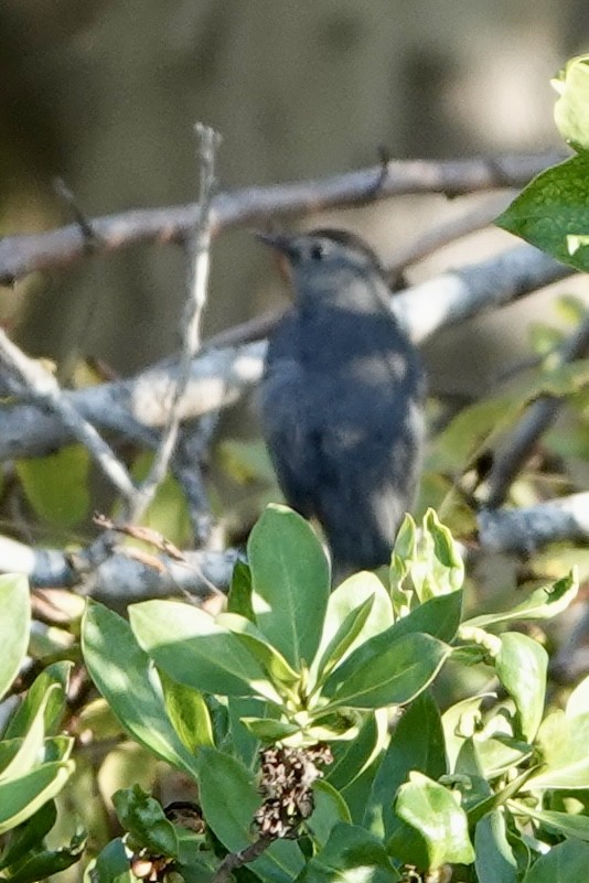 Gray Catbird - ML642718072