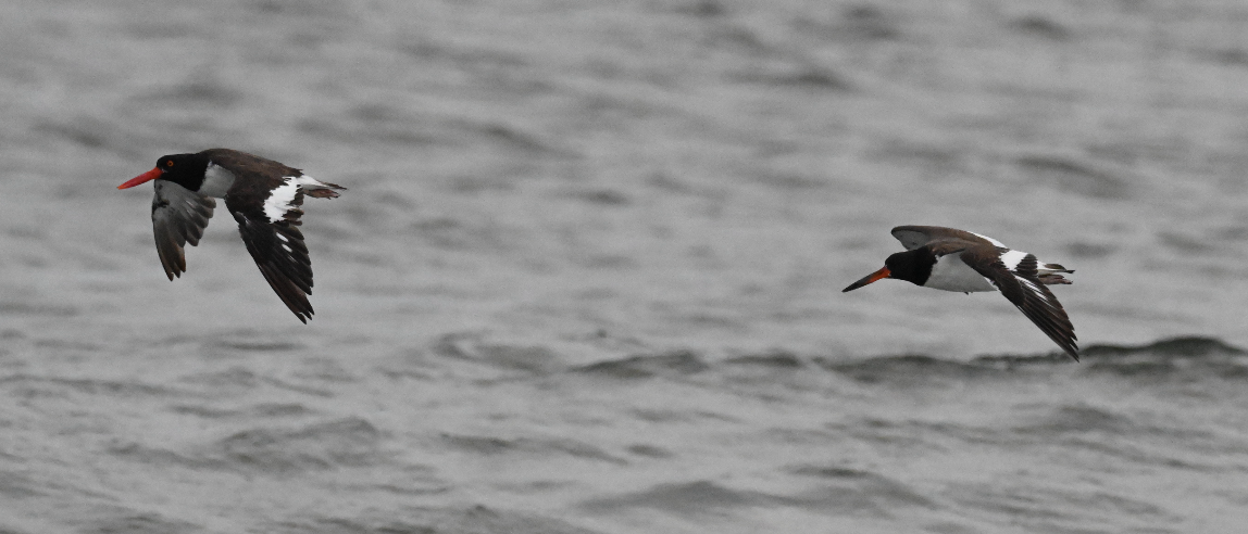 American Oystercatcher - ML642718073