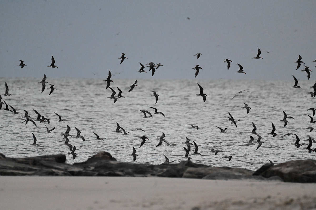 Black Skimmer - ML642718078